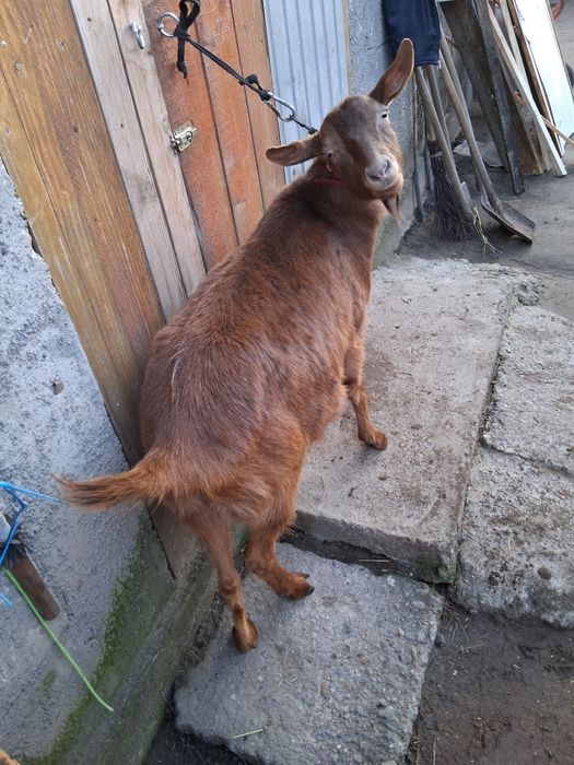 Disponibil tap 1 .5 ciut genetic !