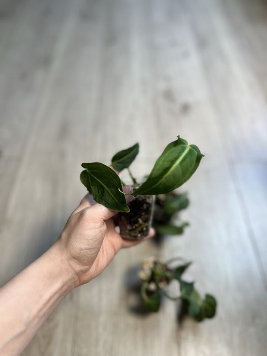 Антуриум Вилленаорум