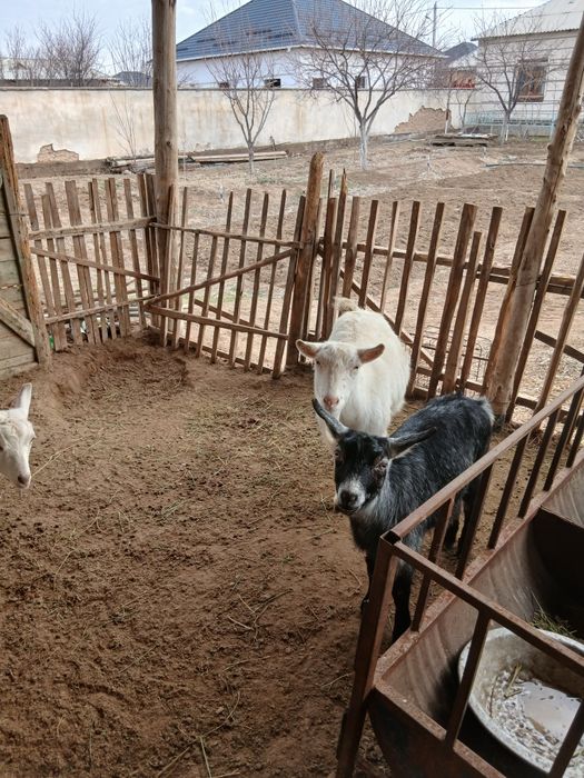 Занеен ешкі шібіш теке сатылады