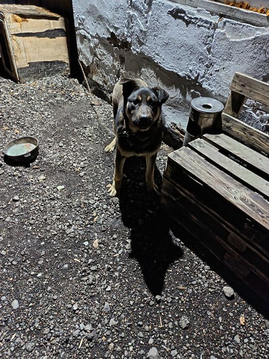 Продам Щенка Авчарка Алабай