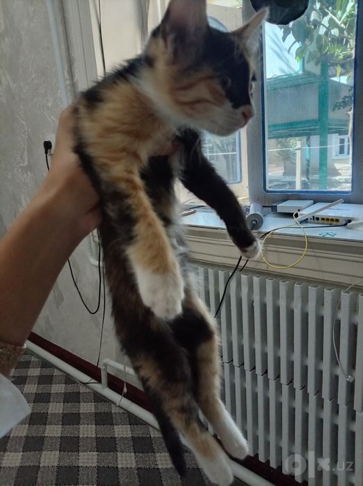 Mushuklar, onasi va 2 ta bolasi