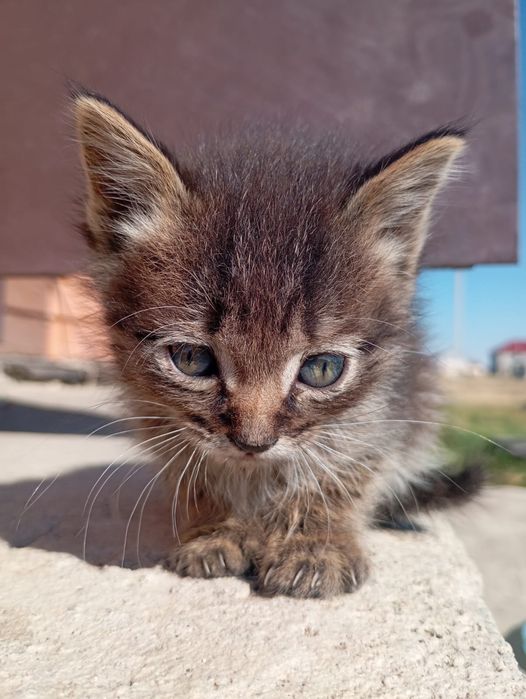 Котёнок кошка котята