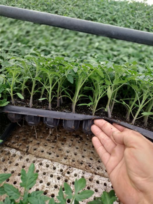 Разсад домати  домати