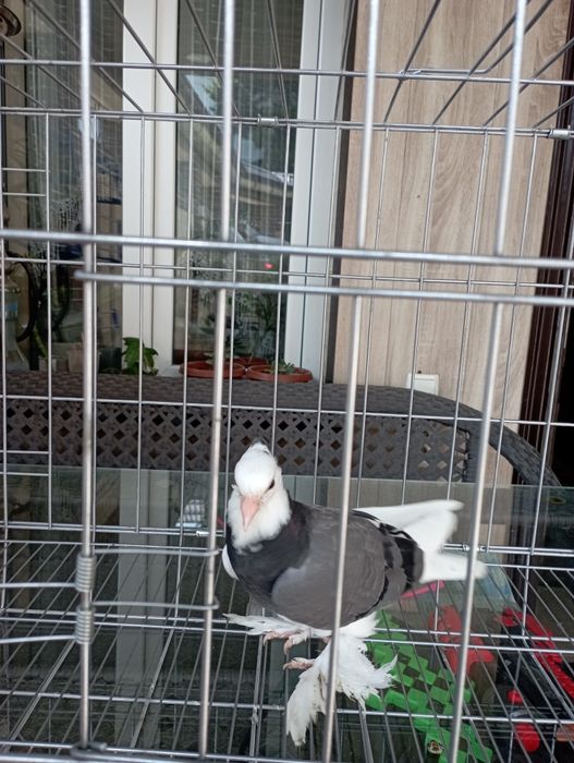 Продам пискуна Адижанца хакка