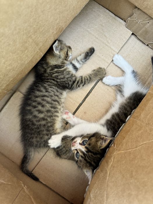 Котенки 1 месячные