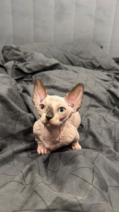 Очаровашки сфинксы бамбино и эльф