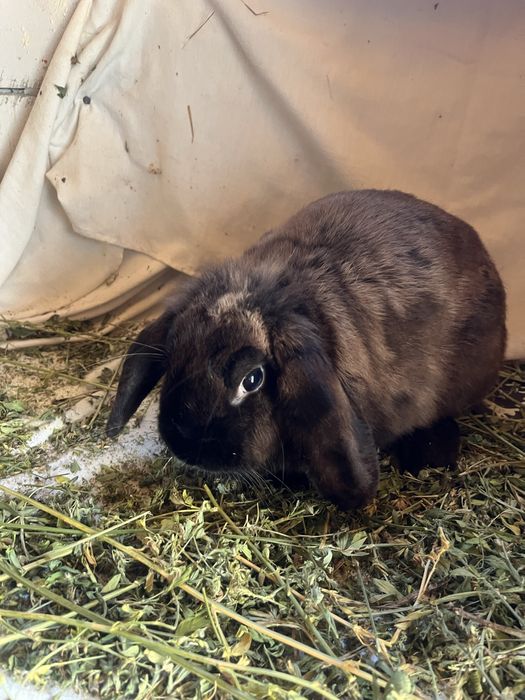 Iepuroaice Rex pitic și Holland lop ! Citiți descrierea !