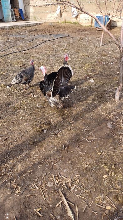 Индюк 2жас семиз