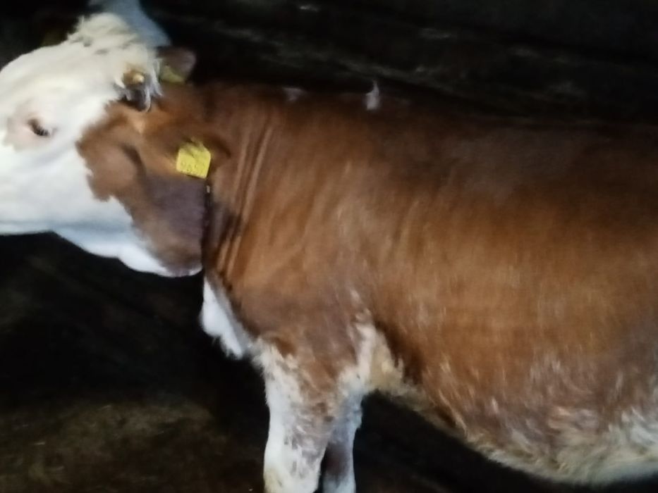 Vând juninca foarte cuminte