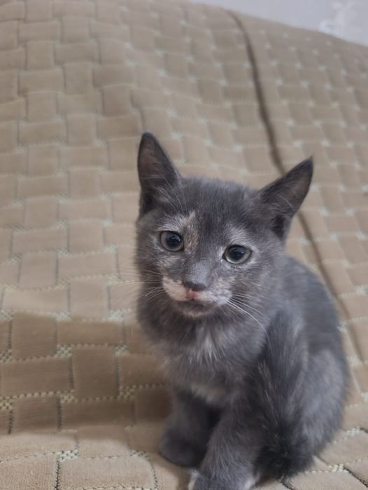 Отдам котят в хорошие руки.