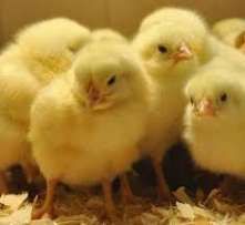 Комбикорм Фирмы "АЛ и КС" ПК-5-3 СТАРТ для бройлеров 1-14 дней