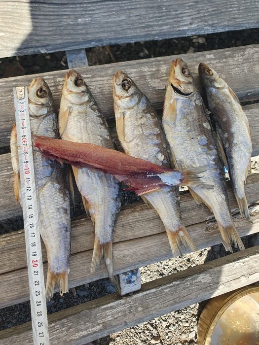 Кепкен ребец балықтар