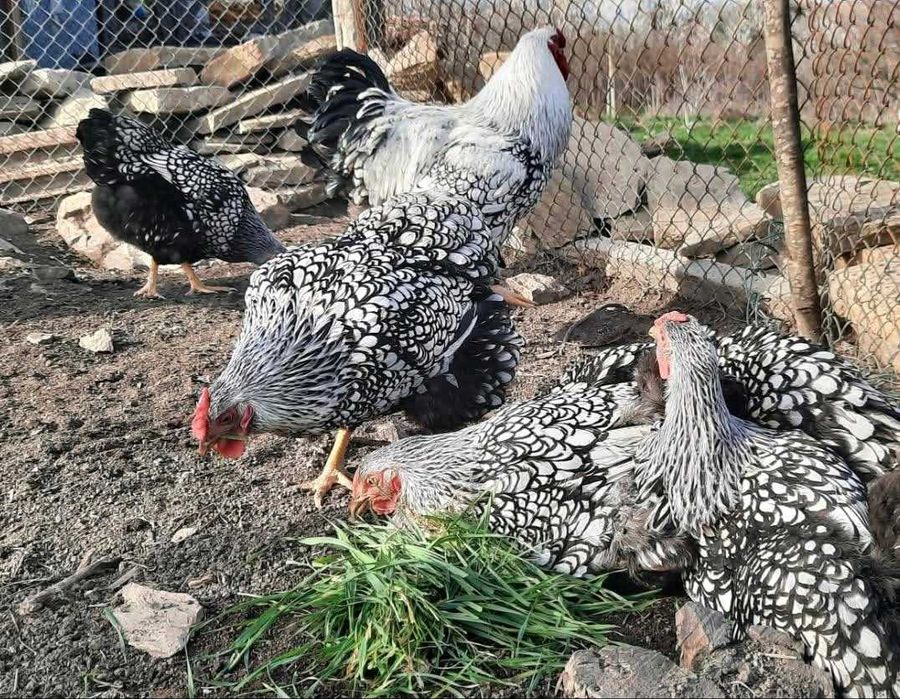 Свободни яйца от виандот