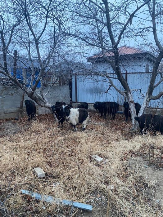 Ешки Ешкі сатылады