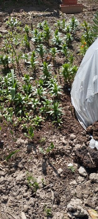 Продам цветы комнатные и садовые