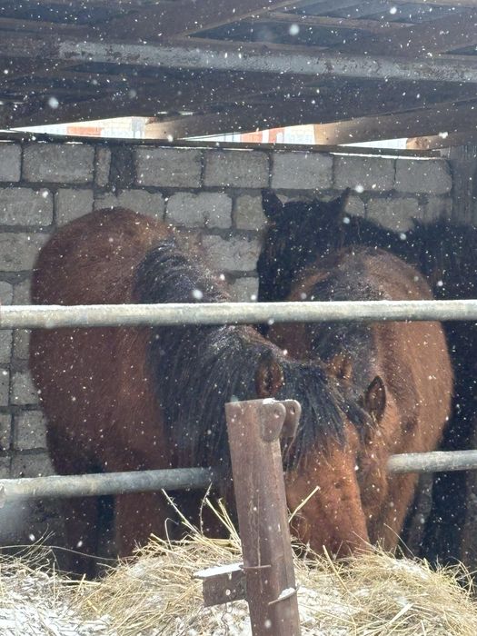 Продам жабагы срочно