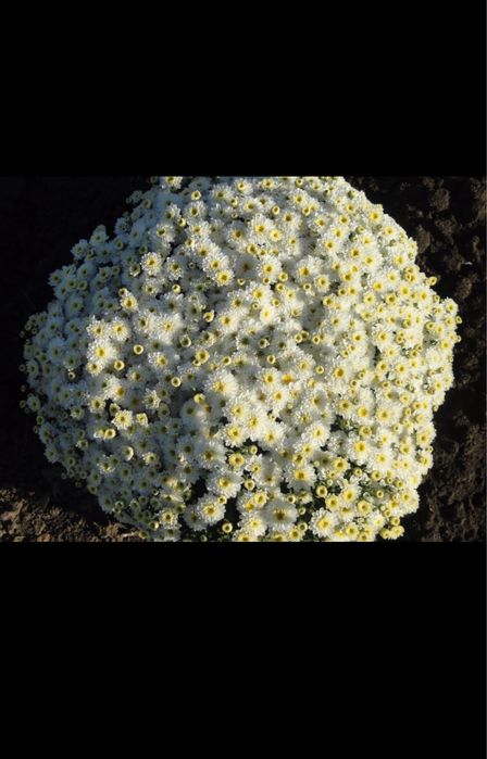 хризантема гуллар ва кочатлар голантиялик. котта абйомга доставка бор