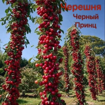 Сортовые Плодовые саженцы