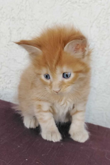 Maine Coon Felisa Lynx Rune Code Diesel – Micuțul titan cu pedigree de elită și o blândețe rară