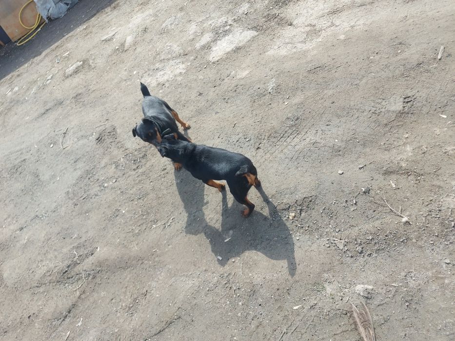 Ягдтерьер щенки Резерв