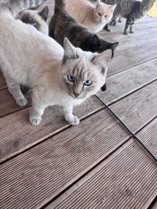 Отдаем котят бесплатно, 6 месяцев