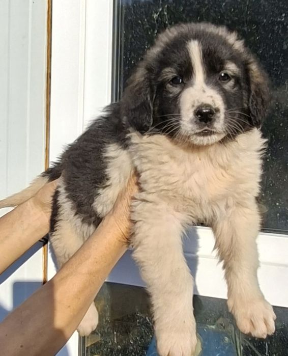 Ciobanesc Romanesc de Bucovina