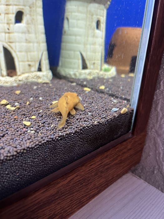 Анцыструс супер ред