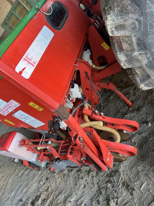 Semanataore maschio gaspardo