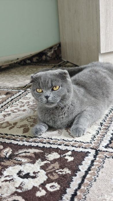 Qishloq BBW pornosini tomosha qilish