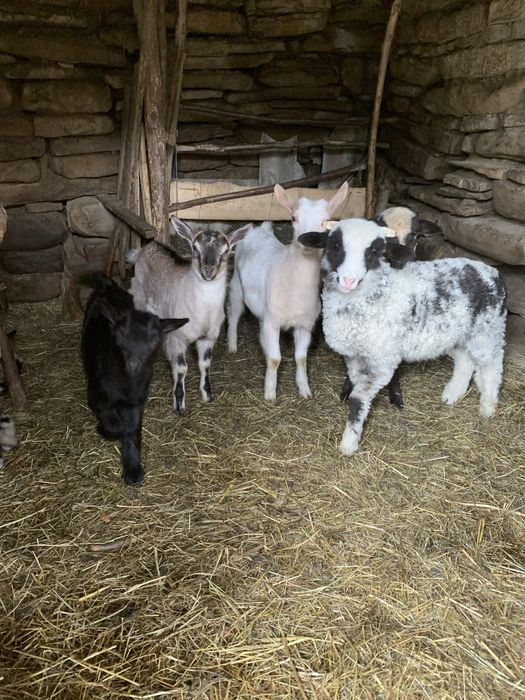 Vând iezi și capre alpine și nemțești și oi