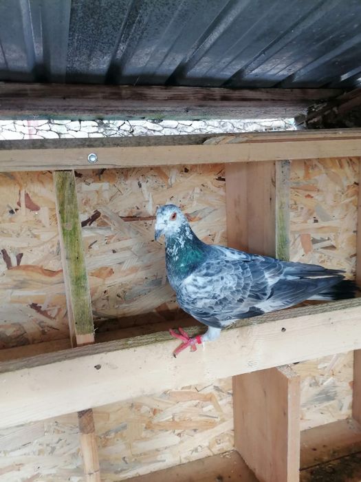 Vând două perechi de sportivi!