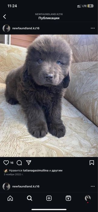 щенки ньюфаундленда