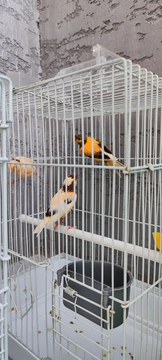 Молодой канарейкалар бор хар хил рангда