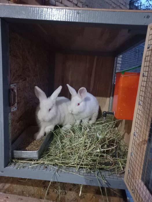 Новозеландский куен