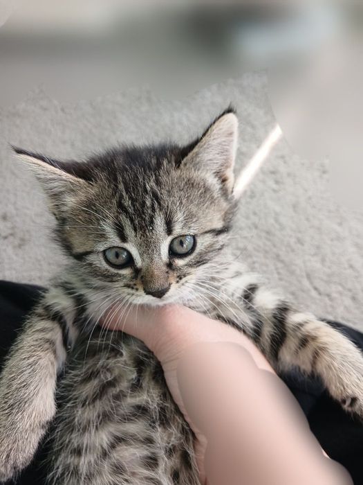 Котят 2 месяц бесплатно