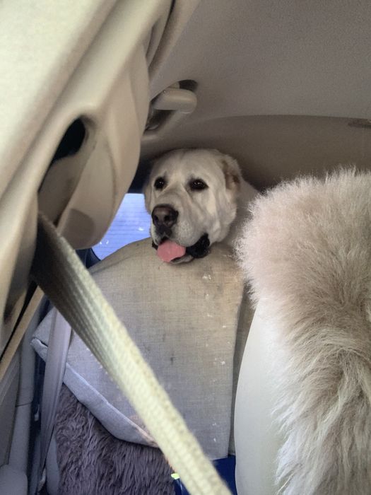 Вязка Алабай