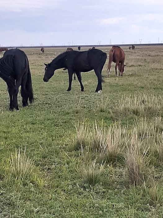 Продам лошадей на развод