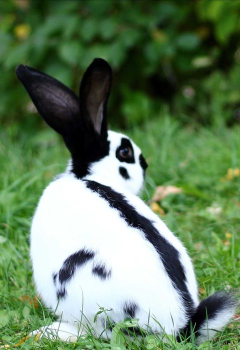 Iepuri de rasă mare