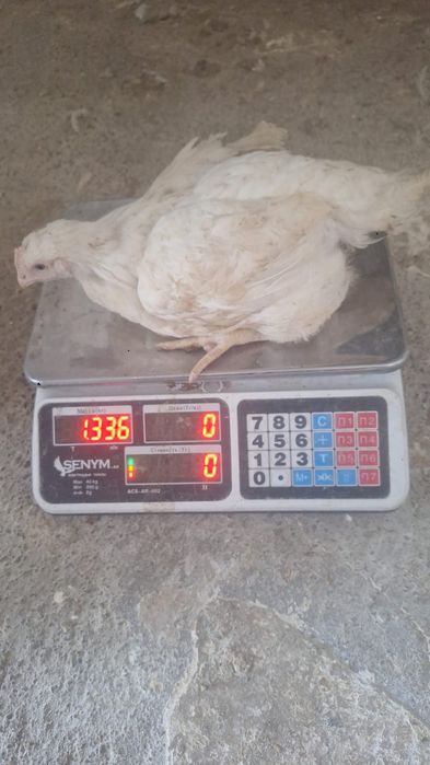 Продам цыплят бройлеров