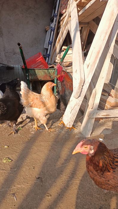 Продам молодых курочек и петушков! Жас қазақы тауықтар сатылады!