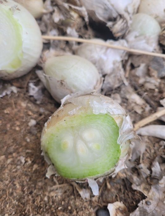 Стардаст Белый лук