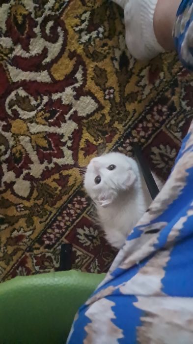 Ищу кота для вязки