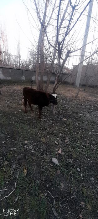 Gunojin sotladi soglom