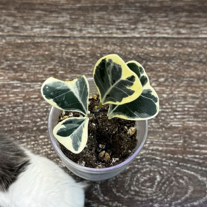 Фикус триангулярис вайт марджин