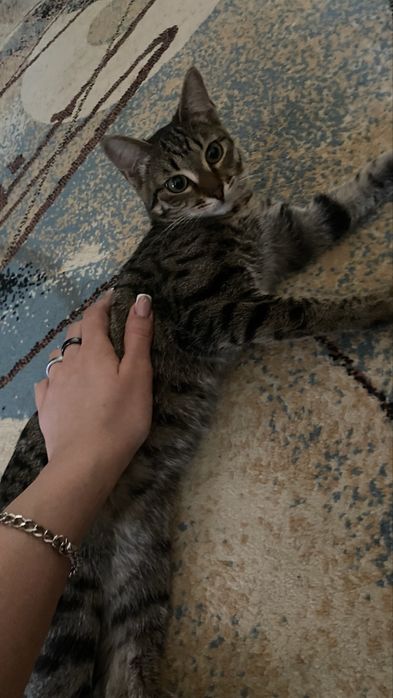 Кошечка в добрые руки
