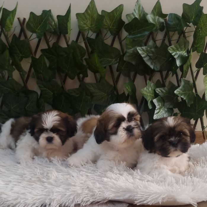 Ши Тцу Shih Tzuu