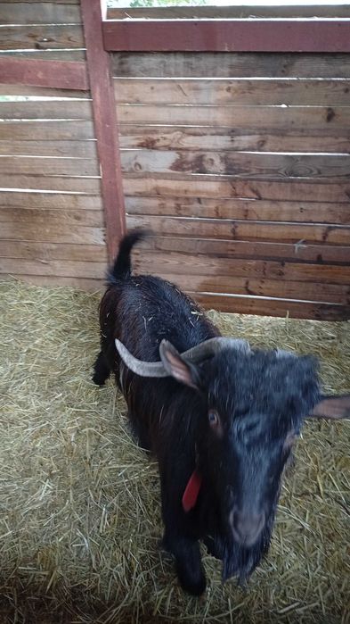 capre și țap de vanzare