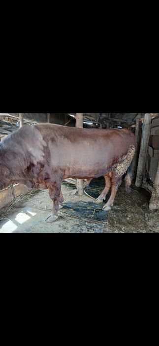 Продам коров быков