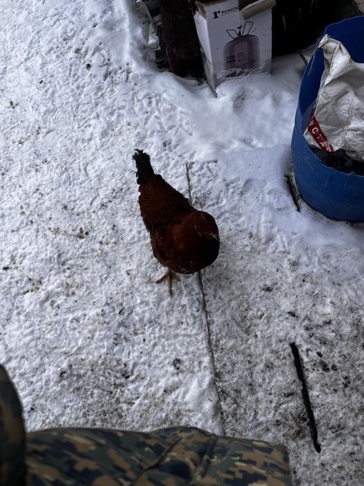 Әтеш сатылады 5мын тг