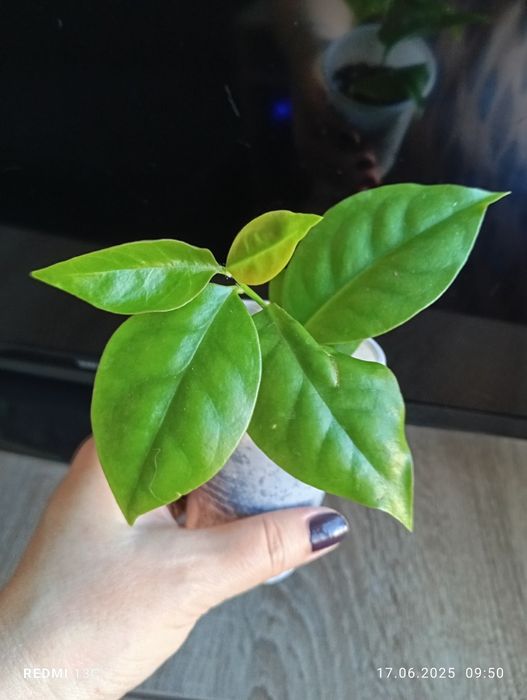 Отростки комнатных растений